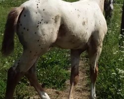 dressage horse Cardo (Knabstrupper, 2019, from Carlsson vom Dach)