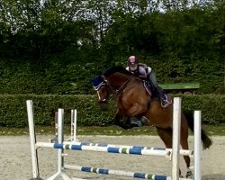 jumper Anton aus Tirol (Hanoverian, 2007, from Argentinus)