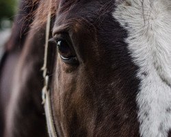 dressage horse Fidelius 40 (Rhinelander, 2013, from Feedback 16)