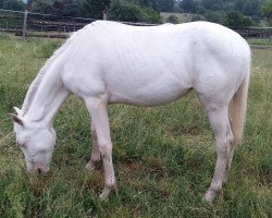 Pferd Golden Percy (Kleines deutsches Reitpferd, 2019, von Klepholms Ikarios)