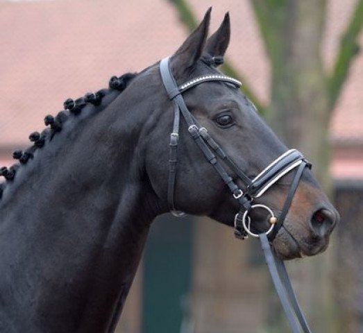 stallion Thagoras (KWPN (Royal Dutch Sporthorse), 2010, from Toulon)