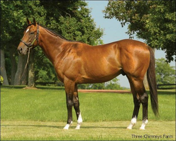 stallion Lewis Michael xx (Thoroughbred, 2003, from Rahy xx)