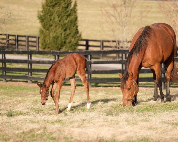 horse Stute von American Pharoah xx (Thoroughbred, 2020, from American Pharoah xx)