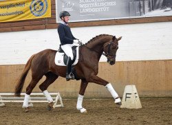 dressage horse Quantissimo 3 (Hanoverian, 2014, from Quantensprung 3)