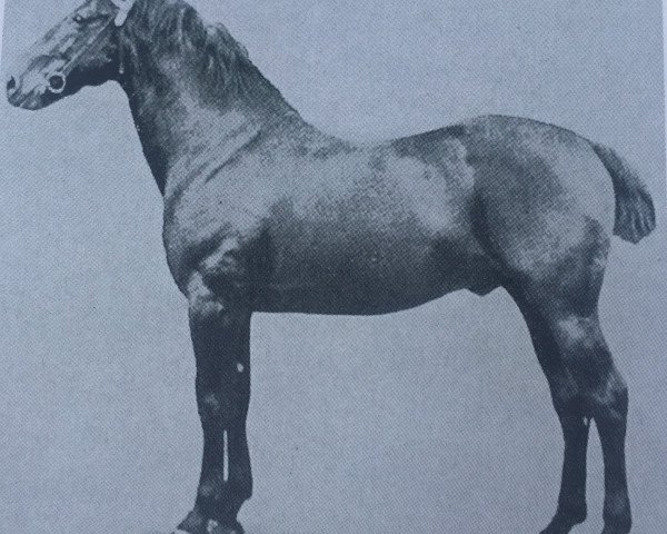 Deckhengst Verrier (Anglo-Normanne, 1899, von Gambler xx)