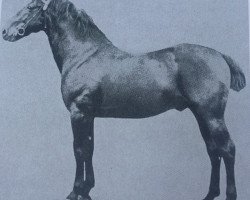 stallion Verrier (Anglo-Norman, 1899, from Gambler xx)