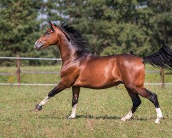 Dressurpferd Noery (KWPN (Niederländisches Warmblut), 2018, von High Five U.S.)