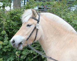 broodmare Lonika (Fjord Horse, 2012, from Dylan)