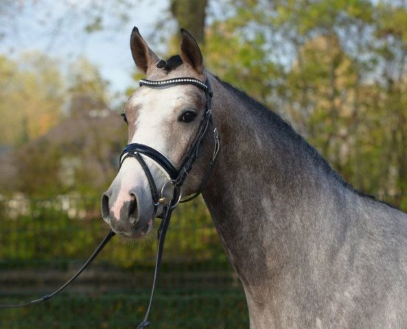 stallion Great Star 4 (Hanoverian, 2015, from Grey Top)