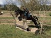 eventing horse Kelya (Oldenburg, 2011, from Kaiser Karl)