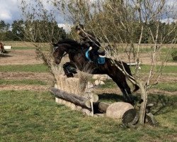 eventing horse Kelya (Oldenburg, 2011, from Kaiser Karl)