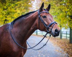 broodmare Felicia 88 (Westphalian, 2008, from Floresco NRW)