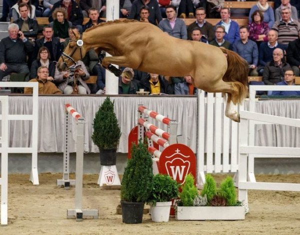 stallion Global Champion 3 (KWPN (Royal Dutch Sporthorse), 2015, from Global Express)