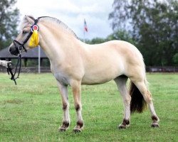 broodmare Solskin (Fjord Horse, 2016, from Solfin Skovå)