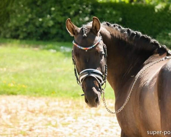 Zuchtstute Vitamin B (Deutsches Reitpony, 2017, von Valido's Grey Star G)