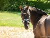 broodmare Vitamin B (German Riding Pony, 2017, from Valido's Grey Star G)