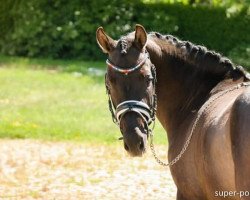 broodmare Vitamin B (German Riding Pony, 2017, from Valido's Grey Star G)