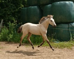 horse Spirit (German Warmblood, 2020, from Jesko)