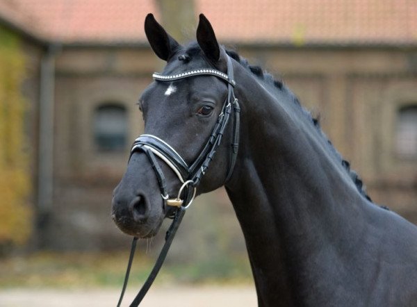 stallion Fürst Aurich (Hanoverian, 2015, from Finest)