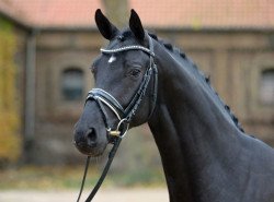 stallion Fürst Aurich (Hanoverian, 2015, from Finest)