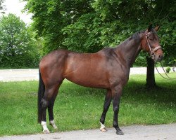 broodmare Scarlett JP (Hanoverian, 2010, from Statesman OLD)