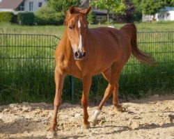 horse Majan's Fenna (Welsh Partbred, 1997, from Kraneveld's Kadans)