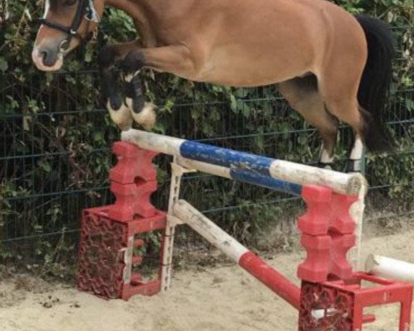 Pferd De Merlenberg's Bas (Welsh Mountain Pony (Sek.A), 2011, von Foxhunter Pantheon)