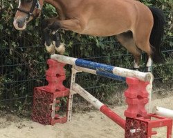 horse De Merlenberg's Bas (Welsh mountain pony (SEK.A), 2011, from Foxhunter Pantheon)