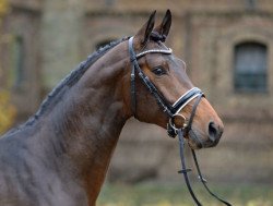 stallion Florestanus 3 (Westphalian, 2015, from Florestan I)