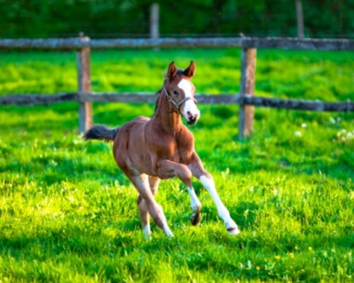 jumper Vento (Hanoverian, 2020, from Viscerado)