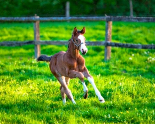 jumper Vento (Hanoverian, 2020, from Viscerado)