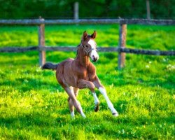 jumper Vento (Hanoverian, 2020, from Viscerado)