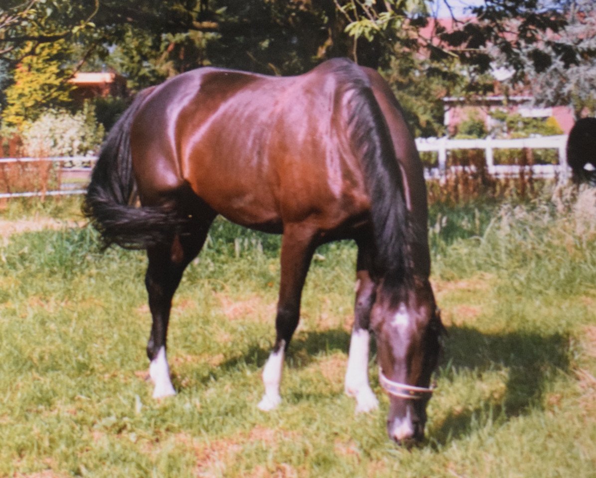 Zuchtstute Daisy 254 (Deutsches Reitpferd, 1987, von Diego 3359)