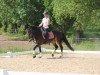 dressage horse Lady Luna 30 (German Riding Pony, 2008, from Pieter Pan)