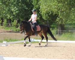 dressage horse Lady Luna 30 (German Riding Pony, 2008, from Pieter Pan)