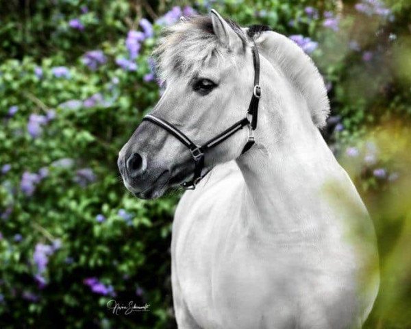 broodmare Lena (Fjord Horse, 2005, from Ingolf)