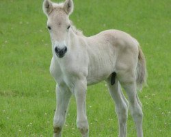 horse Hjertehest Skipper (Fjord Horse, 2018, from Solfin Skovå)