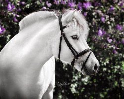 broodmare Lillya (Fjord Horse, 2015, from Solfin Skovå)