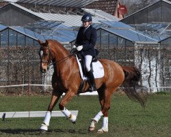 dressage horse D'Artagnan R (Oldenburg, 2003, from Drakdream)