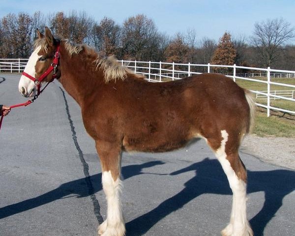 Zuchtstute Belleau W.S. Jessica (Clydesdale, 2014, von S B H Phoenix)