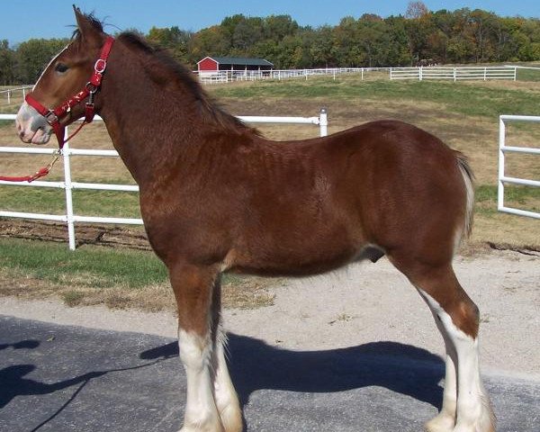 Pferd Belleau W.S. Kid Rock (Clydesdale, 2018, von Belleau W.S. Rock On)