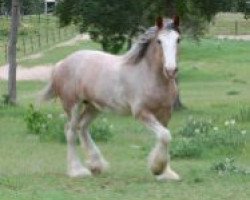 Zuchtstute Robyncroft Loralai (Clydesdale, 2008, von S B H Phoenix)