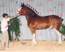 horse Robyncroft Fusilier's Fire (Clydesdale, 2005, from Hillmoor Fusilier)