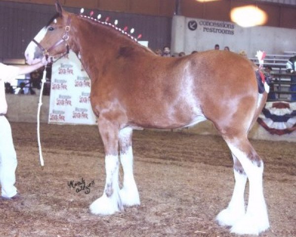 Zuchtstute Robyncroft Lady Newburg (Clydesdale, 2001, von Hillmoor Fusilier)