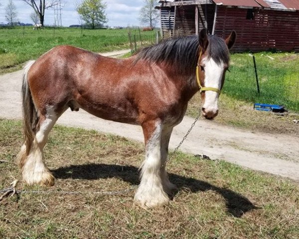 horse Robyncroft Commander (Clydesdale, 2007, from Hatfield Hochtaler)