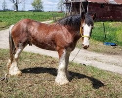 Pferd Robyncroft Commander (Clydesdale, 2007, von Hatfield Hochtaler)