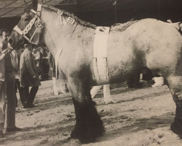 stallion Marco van de Noorweegsekaai (Dutch Heavy Draft, 1981, from Ideal van Grotenberge)
