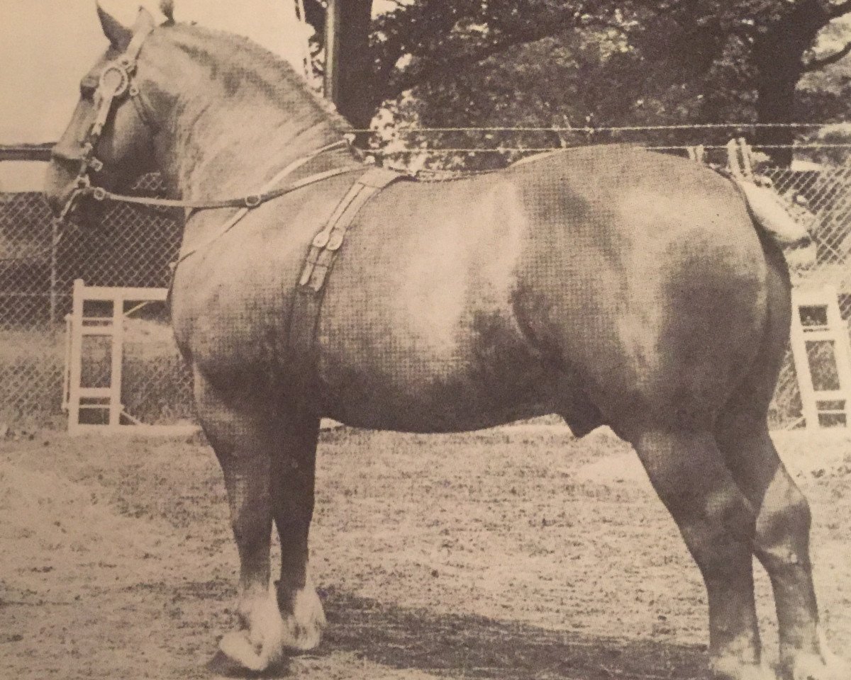 Deckhengst Springfield Commander (Suffolk Punch, 1949, von Cattawade Commander)