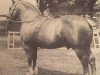 stallion Springfield Commander (Suffolk Punch, 1949, from Cattawade Commander)