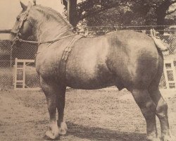 stallion Springfield Commander (Suffolk Punch, 1949, from Cattawade Commander)